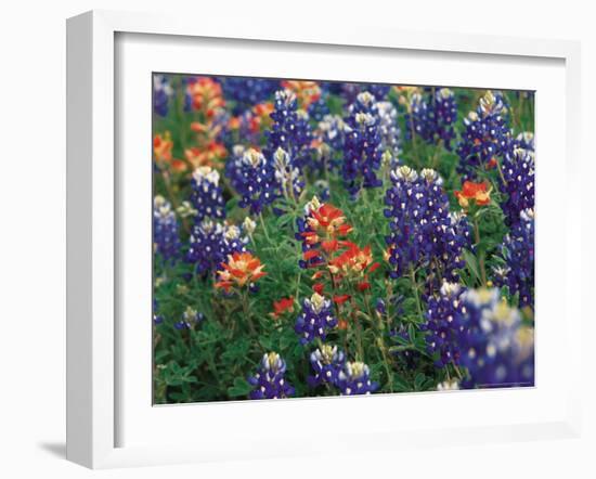 Bluebonnets and Paintbrush, Hill Country, Texas, USA-Dee Ann Pederson-Framed Photographic Print