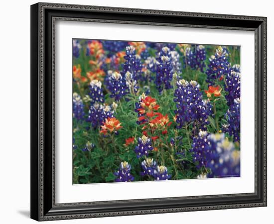 Bluebonnets and Paintbrush, Hill Country, Texas, USA-Dee Ann Pederson-Framed Photographic Print