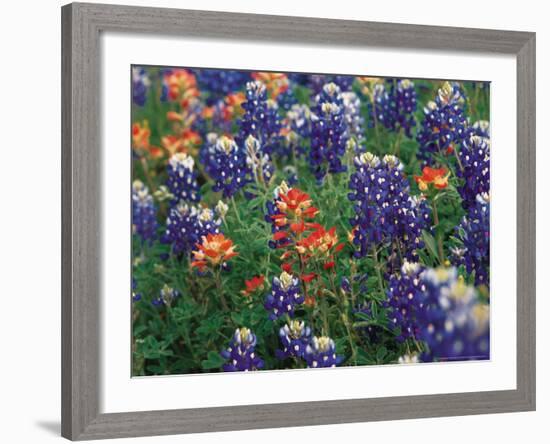 Bluebonnets and Paintbrush, Hill Country, Texas, USA-Dee Ann Pederson-Framed Photographic Print