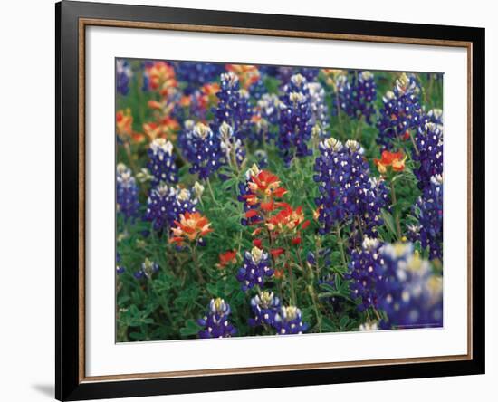 Bluebonnets and Paintbrush, Hill Country, Texas, USA-Dee Ann Pederson-Framed Photographic Print