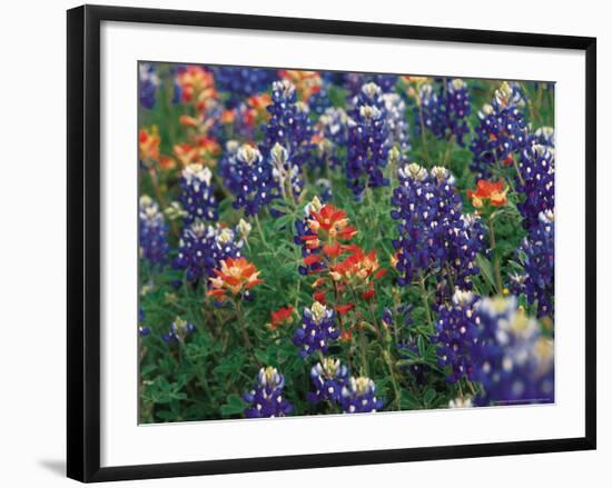 Bluebonnets and Paintbrush, Hill Country, Texas, USA-Dee Ann Pederson-Framed Photographic Print