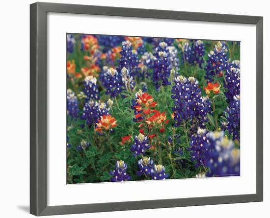 Bluebonnets and Paintbrush, Hill Country, Texas, USA-Dee Ann Pederson-Framed Photographic Print