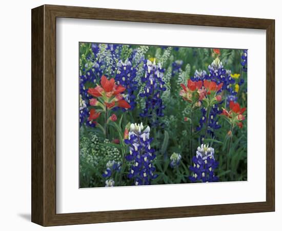 Bluebonnets and Paintbrush in Bloom, Hill Country, Texas, USA-Adam Jones-Framed Photographic Print