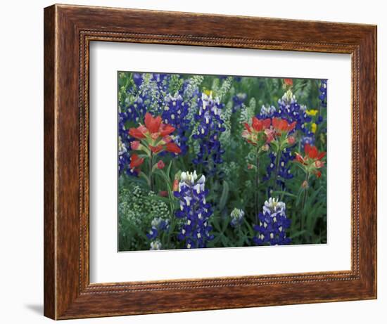 Bluebonnets and Paintbrush in Bloom, Hill Country, Texas, USA-Adam Jones-Framed Photographic Print