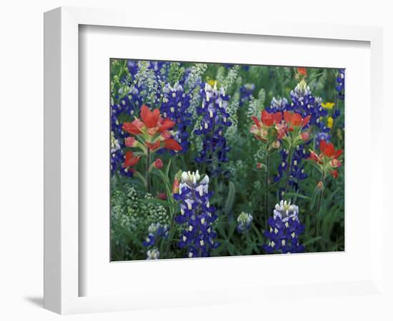 Bluebonnets and Paintbrush in Bloom, Hill Country, Texas, USA-Adam Jones-Framed Photographic Print