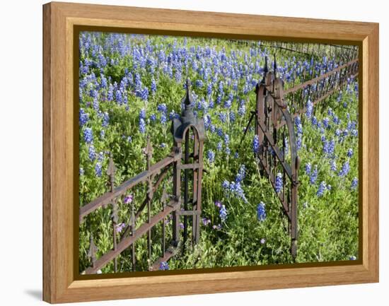 Bluebonnets and Phlox, Hill Country, Texas, USA-Alice Garland-Framed Premier Image Canvas