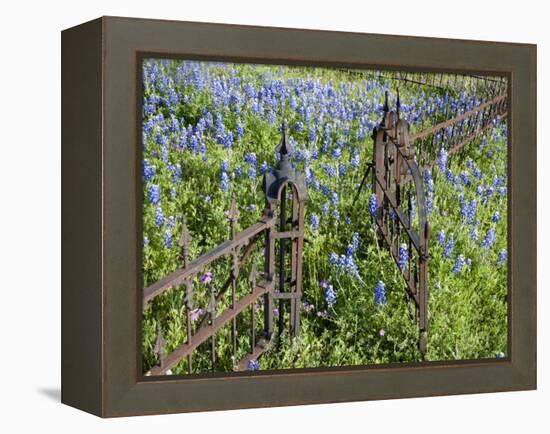 Bluebonnets and Phlox, Hill Country, Texas, USA-Alice Garland-Framed Premier Image Canvas