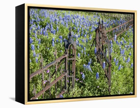 Bluebonnets and Phlox, Hill Country, Texas, USA-Alice Garland-Framed Premier Image Canvas