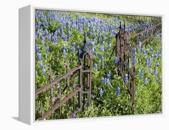 Bluebonnets and Phlox, Hill Country, Texas, USA-Alice Garland-Framed Premier Image Canvas