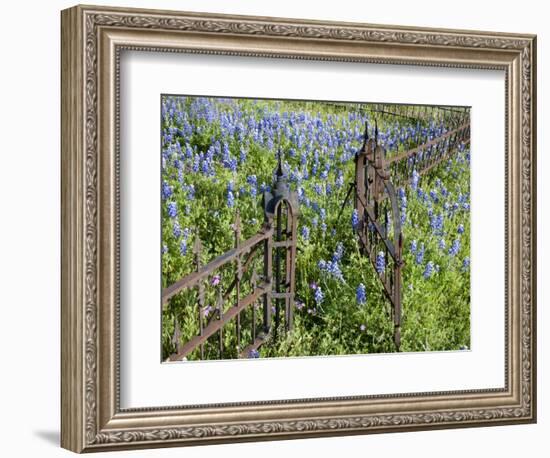 Bluebonnets and Phlox, Hill Country, Texas, USA-Alice Garland-Framed Photographic Print