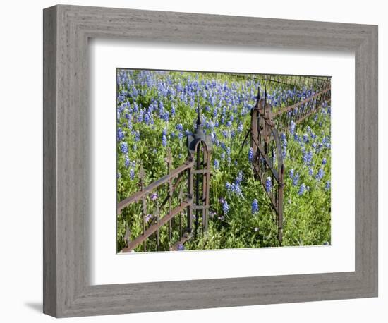 Bluebonnets and Phlox, Hill Country, Texas, USA-Alice Garland-Framed Photographic Print