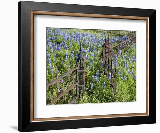 Bluebonnets and Phlox, Hill Country, Texas, USA-Alice Garland-Framed Photographic Print