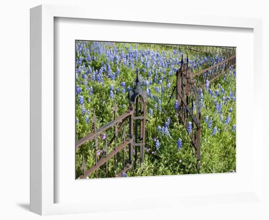 Bluebonnets and Phlox, Hill Country, Texas, USA-Alice Garland-Framed Photographic Print