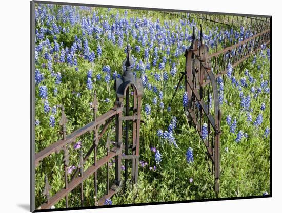 Bluebonnets and Phlox, Hill Country, Texas, USA-Alice Garland-Mounted Photographic Print