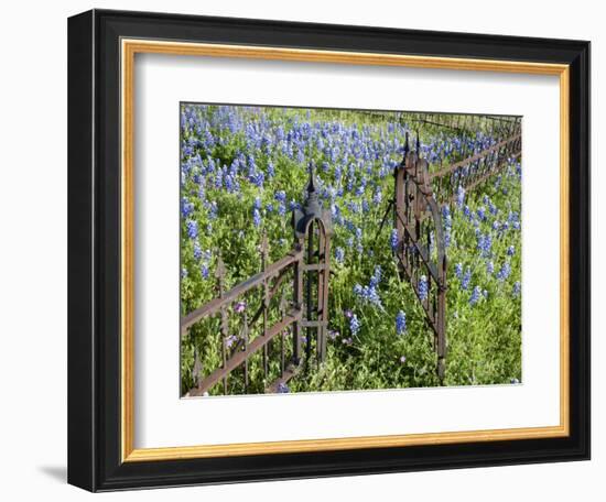 Bluebonnets and Phlox, Hill Country, Texas, USA-Alice Garland-Framed Photographic Print