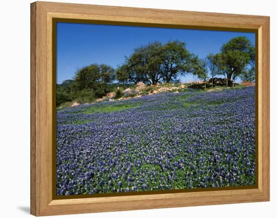 Bluebonnets, Hill Country, Texas, USA-Dee Ann Pederson-Framed Premier Image Canvas