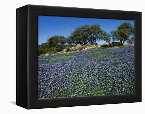 Bluebonnets, Hill Country, Texas, USA-Dee Ann Pederson-Framed Premier Image Canvas