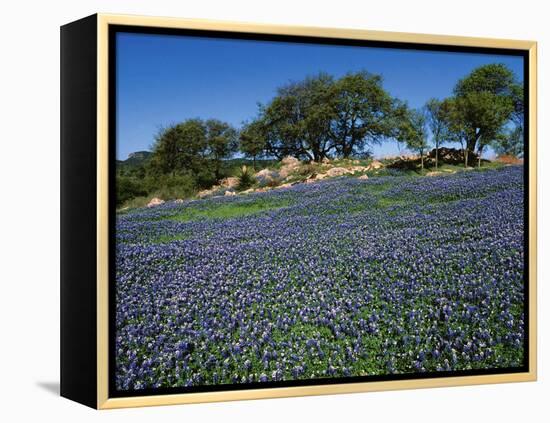 Bluebonnets, Hill Country, Texas, USA-Dee Ann Pederson-Framed Premier Image Canvas