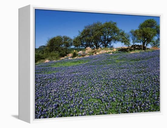 Bluebonnets, Hill Country, Texas, USA-Dee Ann Pederson-Framed Premier Image Canvas