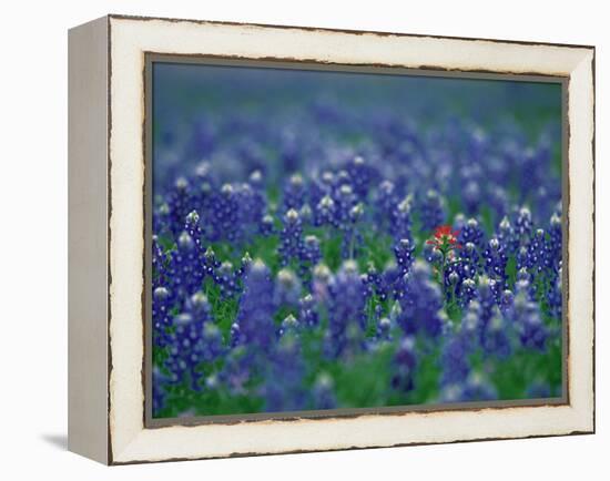 Bluebonnets, Hill Country, Texas, USA-Dee Ann Pederson-Framed Premier Image Canvas