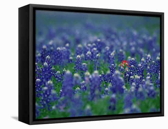 Bluebonnets, Hill Country, Texas, USA-Dee Ann Pederson-Framed Premier Image Canvas