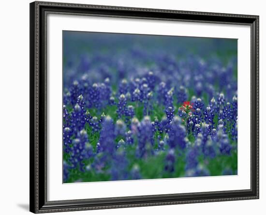 Bluebonnets, Hill Country, Texas, USA-Dee Ann Pederson-Framed Photographic Print