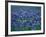 Bluebonnets, Hill Country, Texas, USA-Dee Ann Pederson-Framed Photographic Print