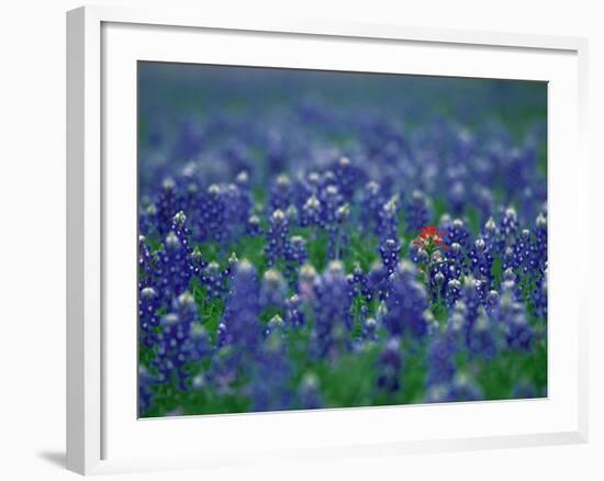 Bluebonnets, Hill Country, Texas, USA-Dee Ann Pederson-Framed Photographic Print