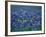 Bluebonnets, Hill Country, Texas, USA-Dee Ann Pederson-Framed Photographic Print