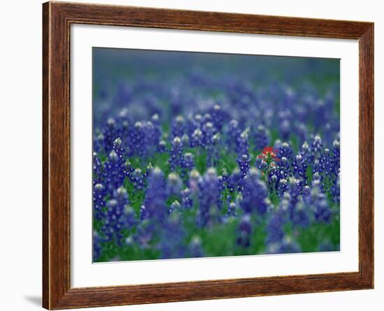 Bluebonnets, Hill Country, Texas, USA-Dee Ann Pederson-Framed Photographic Print