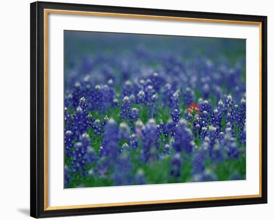 Bluebonnets, Hill Country, Texas, USA-Dee Ann Pederson-Framed Photographic Print