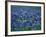 Bluebonnets, Hill Country, Texas, USA-Dee Ann Pederson-Framed Photographic Print