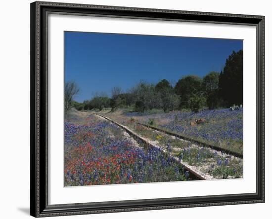 Bluebonnets, Hill Country, Texas, USA-Dee Ann Pederson-Framed Photographic Print