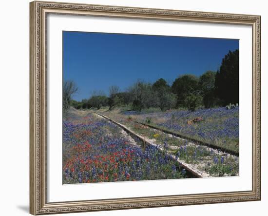 Bluebonnets, Hill Country, Texas, USA-Dee Ann Pederson-Framed Photographic Print