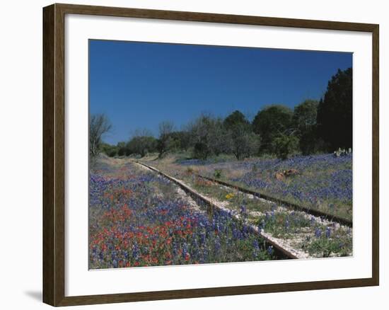 Bluebonnets, Hill Country, Texas, USA-Dee Ann Pederson-Framed Photographic Print