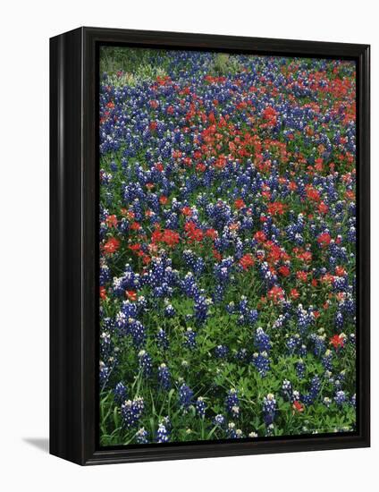 Bluebonnets, Hill Country, Texas, USA-Dee Ann Pederson-Framed Premier Image Canvas