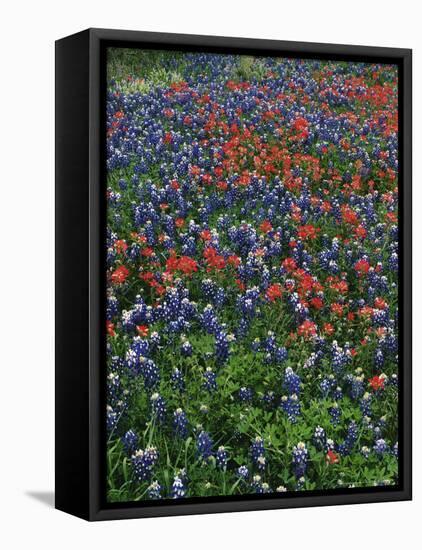 Bluebonnets, Hill Country, Texas, USA-Dee Ann Pederson-Framed Premier Image Canvas