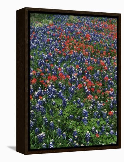 Bluebonnets, Hill Country, Texas, USA-Dee Ann Pederson-Framed Premier Image Canvas