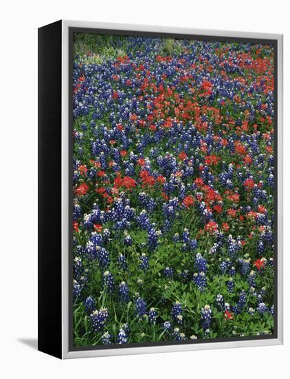 Bluebonnets, Hill Country, Texas, USA-Dee Ann Pederson-Framed Premier Image Canvas