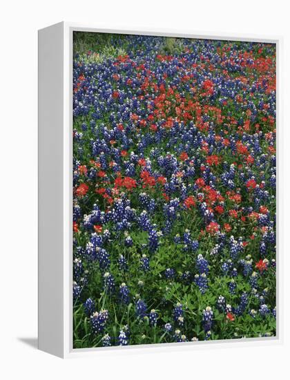 Bluebonnets, Hill Country, Texas, USA-Dee Ann Pederson-Framed Premier Image Canvas