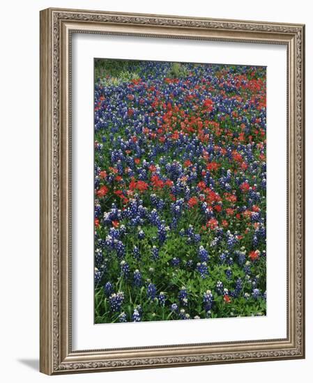 Bluebonnets, Hill Country, Texas, USA-Dee Ann Pederson-Framed Photographic Print