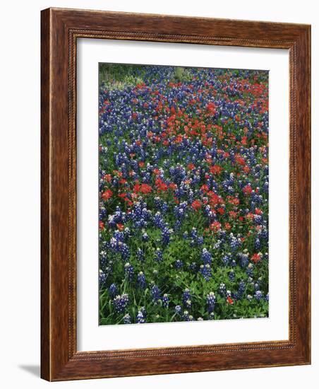 Bluebonnets, Hill Country, Texas, USA-Dee Ann Pederson-Framed Photographic Print