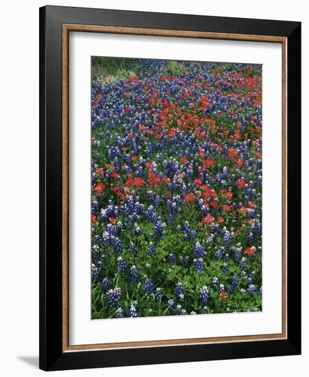 Bluebonnets, Hill Country, Texas, USA-Dee Ann Pederson-Framed Photographic Print