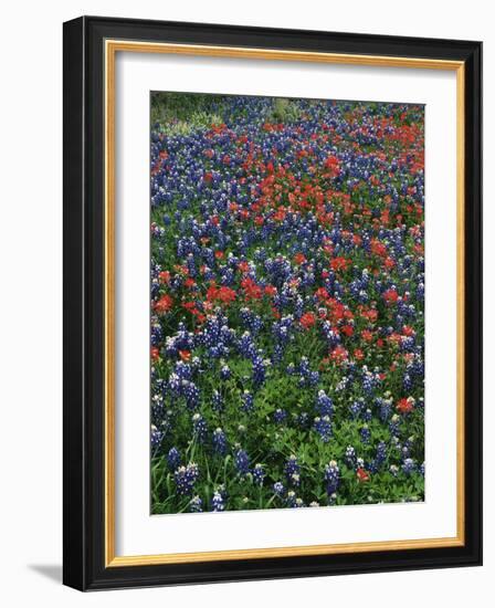 Bluebonnets, Hill Country, Texas, USA-Dee Ann Pederson-Framed Photographic Print