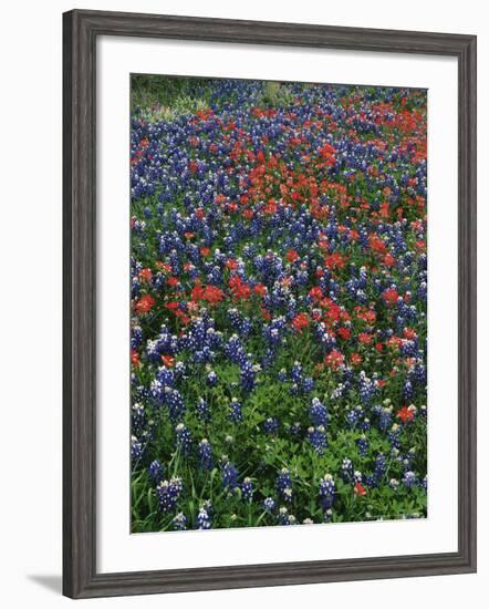 Bluebonnets, Hill Country, Texas, USA-Dee Ann Pederson-Framed Photographic Print