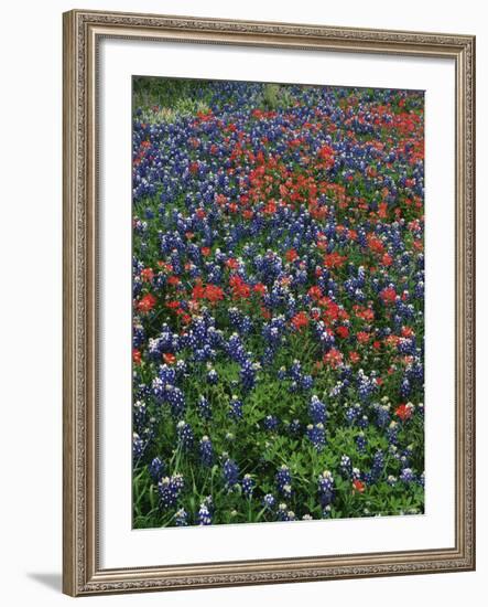 Bluebonnets, Hill Country, Texas, USA-Dee Ann Pederson-Framed Photographic Print