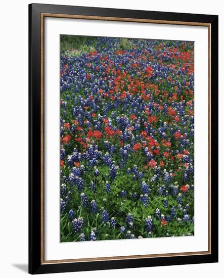 Bluebonnets, Hill Country, Texas, USA-Dee Ann Pederson-Framed Photographic Print