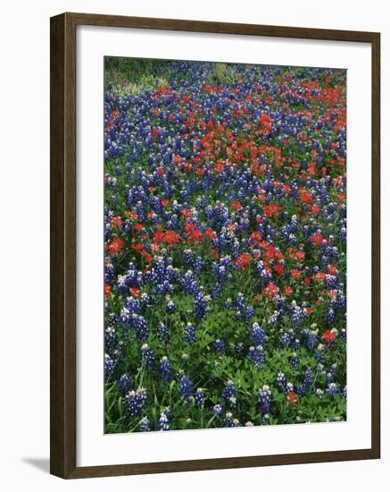 Bluebonnets, Hill Country, Texas, USA-Dee Ann Pederson-Framed Photographic Print