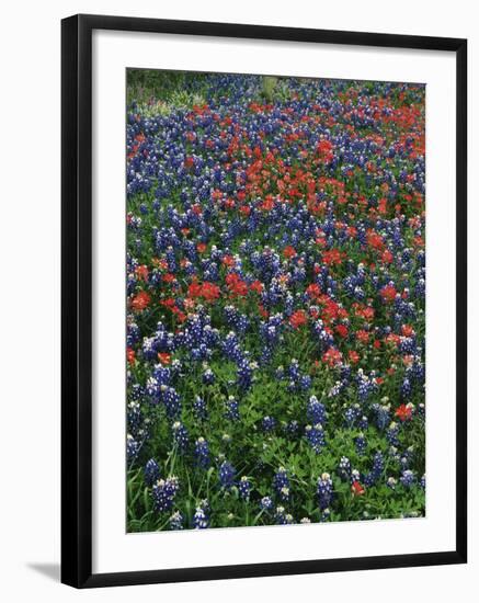 Bluebonnets, Hill Country, Texas, USA-Dee Ann Pederson-Framed Photographic Print