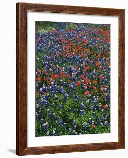 Bluebonnets, Hill Country, Texas, USA-Dee Ann Pederson-Framed Photographic Print